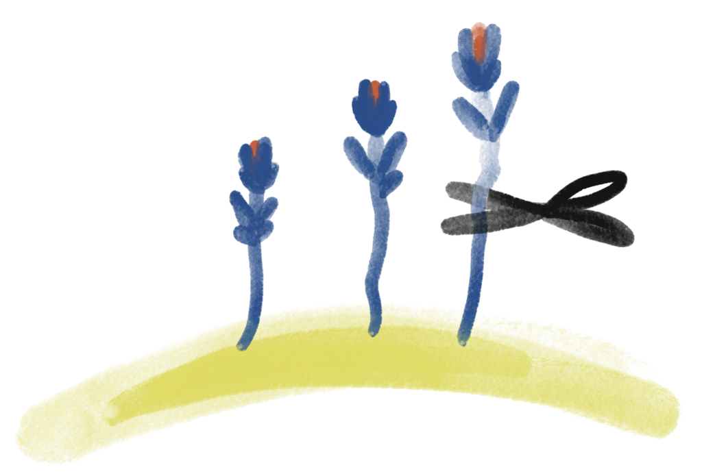 Illustration of trimming a tulip bud